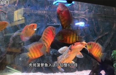 鴻雁的寓意象征意義：鴻雁的寓意象征意義及詩句