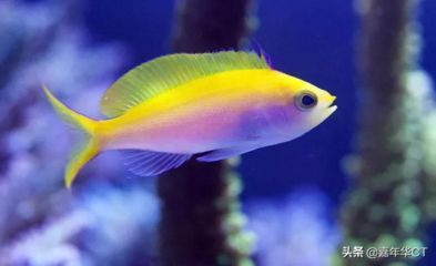 紅眼招財魚能長多大：紅眼招財魚能長多大呢