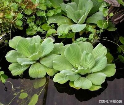 紅眼招財魚兩年了還長嗎：紅眼招財魚可以長多大