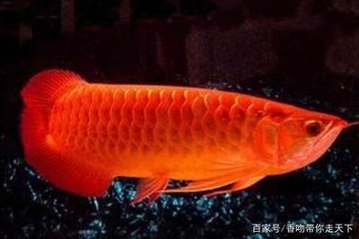 家里養紅龍魚的風水講究：紅龍魚的風水布局與家居裝飾