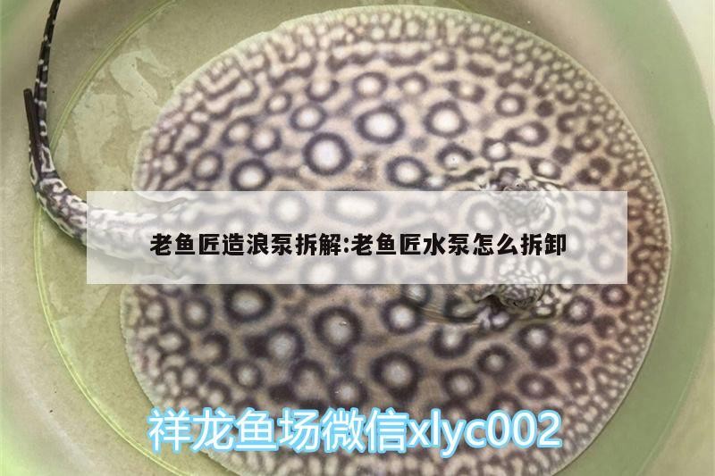 龍魚喂面包蟲后多久會出現不適癥狀？