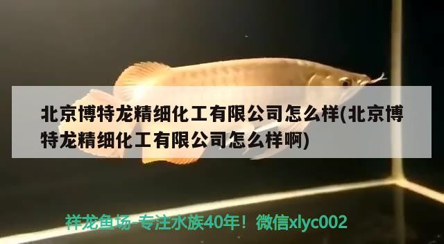 北京博特龍精細化工有限公司怎么樣(北京博特龍精細化工有限公司怎么樣啊)