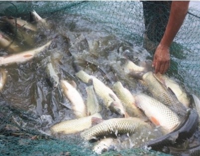 紅色魚掛件2個魚掛哪里好：紅色的魚掛件掛哪里好