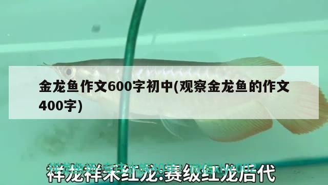 金龍魚作文600字初中(觀察金龍魚的作文400字)