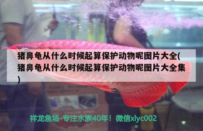 豬鼻龜從什么時候起算保護動物呢圖片大全(豬鼻龜從什么時候起算保護動物呢圖片大全集)