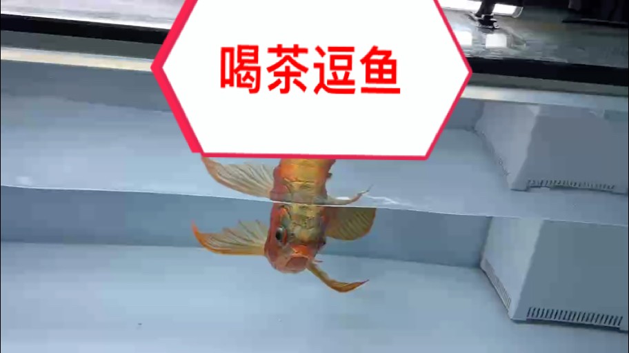 萬隆天王紅龍，一米五白缸，配1米白色熒光燈，iPhone自帶原相機拍攝。無濾鏡、無P圖。 紅龍魚要的就是一個紅！ 玩發色，我們是認真的！ #萬隆天王紅龍 #紅龍 #龍魚