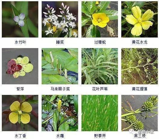 紅龍魚最喜歡吃什么食物：紅龍魚最喜歡吃什么食物呢
