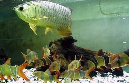 紅龍魚最佳配魚及搭配數量：紅龍魚的最佳配魚