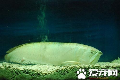 龍魚(yú)水質(zhì)不適應(yīng)是怎么表現(xiàn)vs祥龍魚(yú)場(chǎng)：如何改善龍魚(yú)水質(zhì)環(huán)境祥龍魚(yú)場(chǎng)水質(zhì)管理方法 龍魚(yú)水質(zhì)不適應(yīng)是怎么表現(xiàn)vs祥龍魚(yú)場(chǎng)：如何改善龍魚(yú)水質(zhì)環(huán)境祥龍魚(yú)場(chǎng)水質(zhì)管理方法 vs祥龍魚(yú)場(chǎng) 第4張