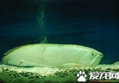 龍魚(yú)水質(zhì)不適應(yīng)是怎么表現(xiàn)vs祥龍魚(yú)場(chǎng)：如何改善龍魚(yú)水質(zhì)環(huán)境祥龍魚(yú)場(chǎng)水質(zhì)管理方法 龍魚(yú)水質(zhì)不適應(yīng)是怎么表現(xiàn)vs祥龍魚(yú)場(chǎng)：如何改善龍魚(yú)水質(zhì)環(huán)境祥龍魚(yú)場(chǎng)水質(zhì)管理方法 vs祥龍魚(yú)場(chǎng) 第5張