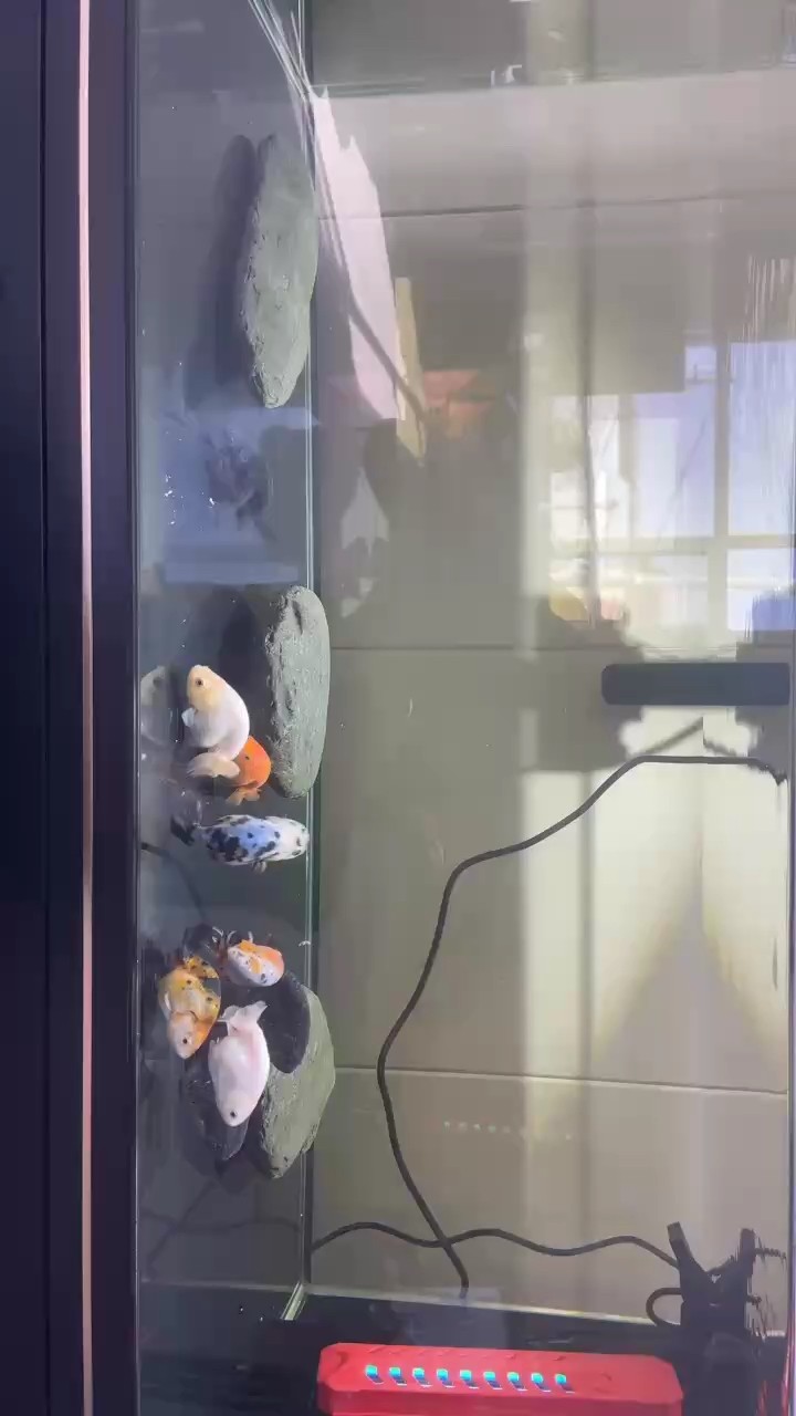 福壽魚 福壽魚 龍魚論壇