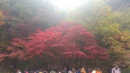 本溪水族館vs祥龍魚場（本溪水族館和祥龍魚場哪個好？）