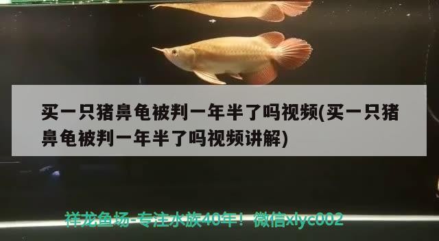 買一只豬鼻龜被判一年半了嗎視頻(買一只豬鼻龜被判一年半了嗎視頻講解)