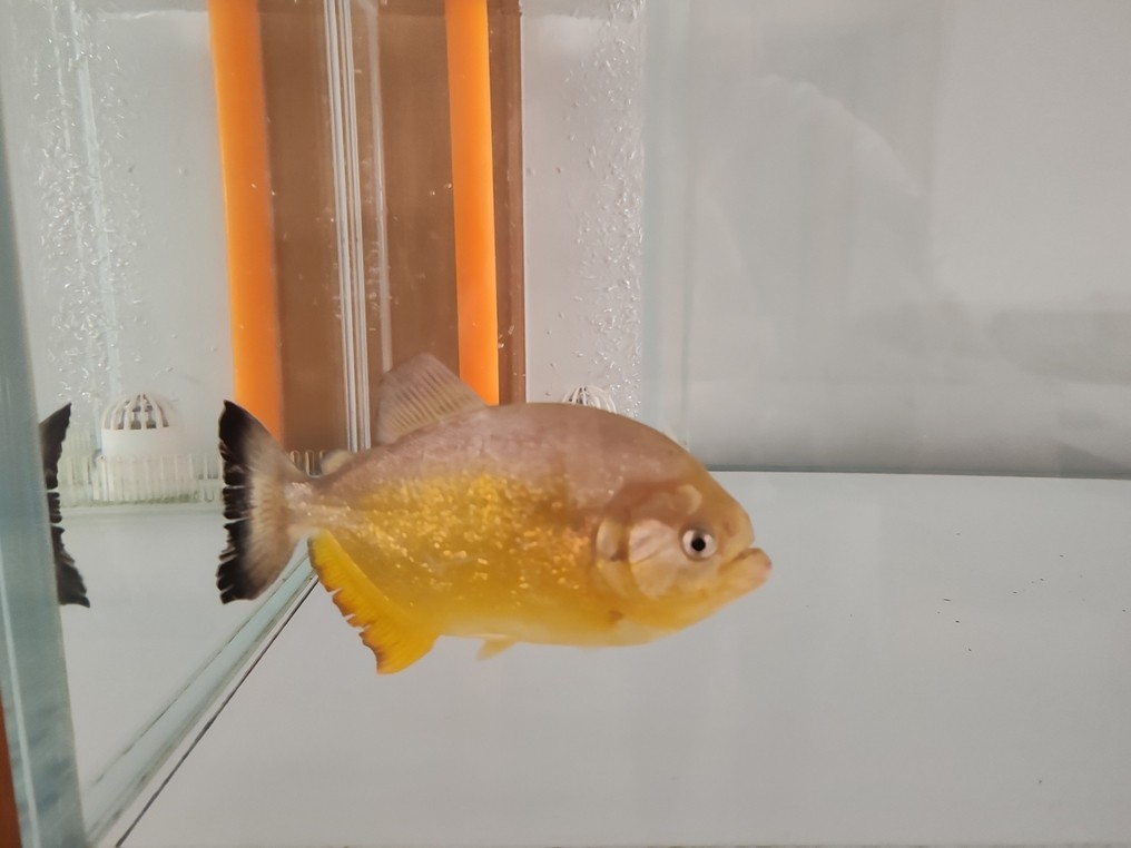 單養(yǎng)胭脂水虎