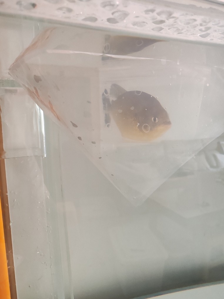 單養(yǎng)胭脂水虎