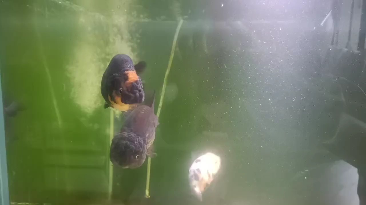 數量有點多增加溶氧