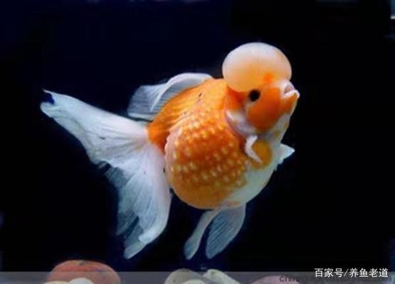 紅龍魚年齡對照表：紅龍魚年齡對照表圖片