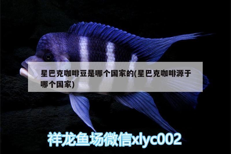 星巴克咖啡豆是哪個國家的(星巴克咖啡源于哪個國家)