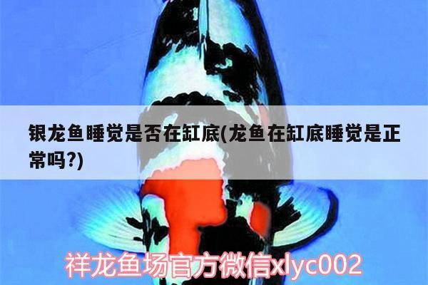 銀龍魚睡覺是否在缸底(龍魚在缸底睡覺是正常嗎?)