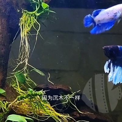 紅龍魚缸：紅龍魚缸底色用哪種好
