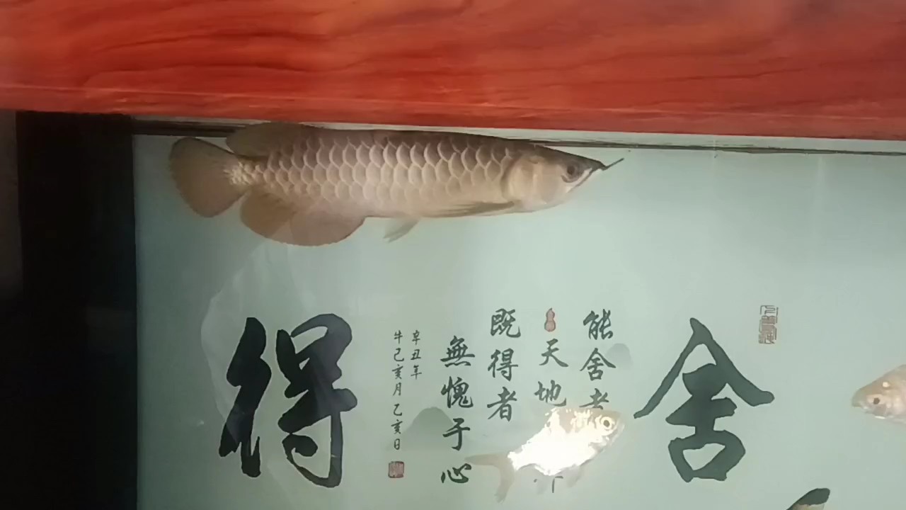 小金到家28天