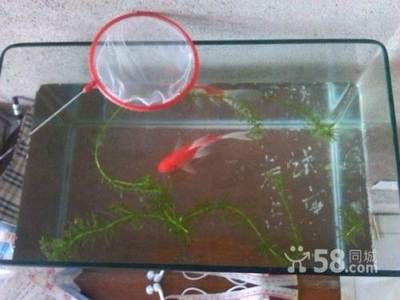 24厘米的魚缸：24cm的魚缸適合養哪些魚？