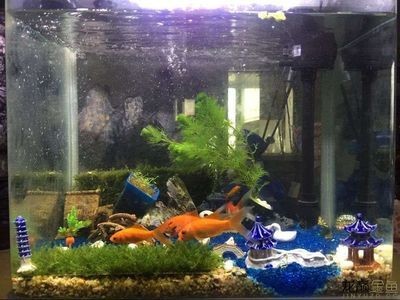 24厘米的魚缸：24cm的魚缸適合養哪些魚？