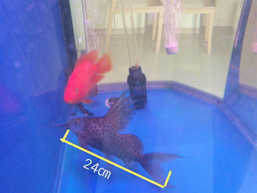 24厘米的魚缸：24cm的魚缸適合養哪些魚？