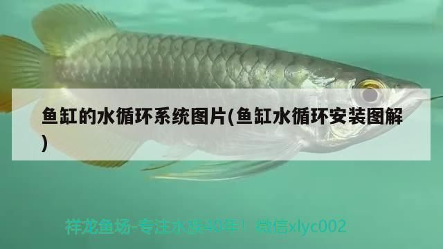 龍魚(yú)缸每小時(shí)循環(huán)幾次vs祥龍魚(yú)場(chǎng)：祥龍魚(yú)場(chǎng)魚(yú)缸水循環(huán)系統(tǒng)