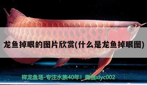 龍魚(yú)缸每小時(shí)循環(huán)幾次vs祥龍魚(yú)場(chǎng)：祥龍魚(yú)場(chǎng)魚(yú)缸水循環(huán)系統(tǒng)
