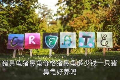 豬鼻龜15厘米價格：豬鼻龜15厘米豬鼻龜價格為什么猛漲)-龍魚批發(fā)