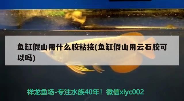 魚缸假山用什么膠粘接(魚缸假山用云石膠可以嗎)