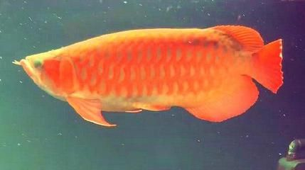 金龍銀龍紅龍魚這三種魚可以混養嗎：金龍魚、銀龍魚和紅龍魚可以混養嗎？