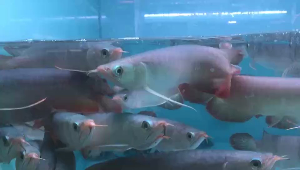 周末還是換水 周末還是換水 龍魚論壇