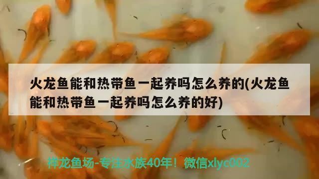 火龍魚(yú)能和熱帶魚(yú)一起養(yǎng)嗎怎么養(yǎng)的(火龍魚(yú)能和熱帶魚(yú)一起養(yǎng)嗎怎么養(yǎng)的好)