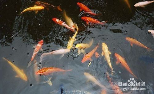紅龍喂泥鰍有什么好處：紅龍喂泥鰍有什么好處和壞處