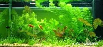 魚缸造景杜鵑根底托有什么石頭（魚缸造景杜鵑根是什么樹根）
