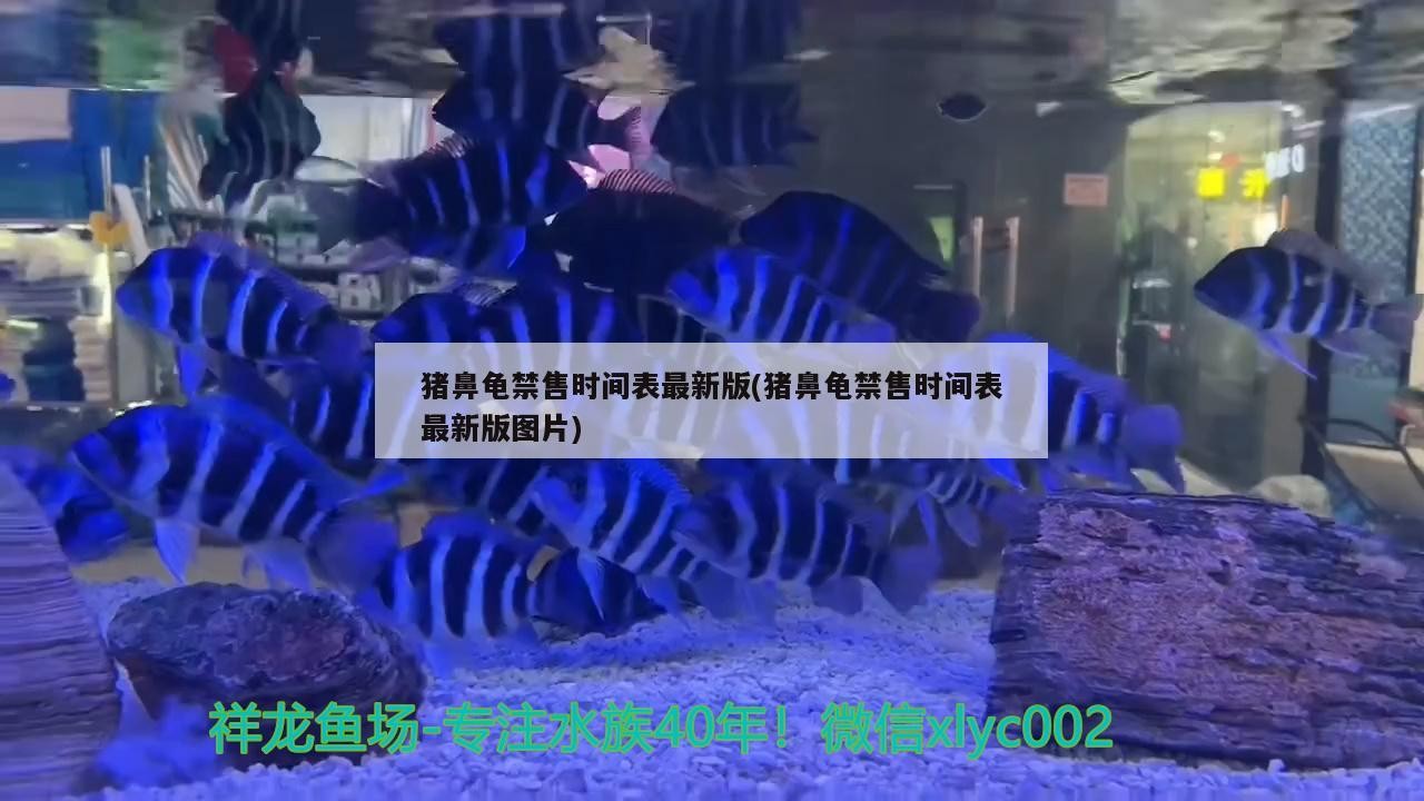 豬鼻龜禁售時間表最新版(豬鼻龜禁售時間表最新版圖片)