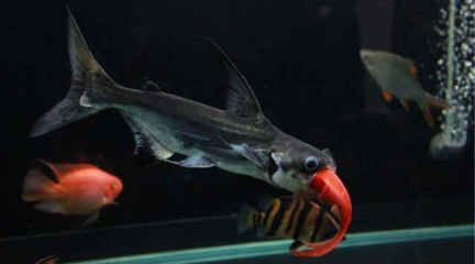 diy底濾魚(yú)缸制作：diy底濾魚(yú)缸制作關(guān)鍵步驟和注意事項(xiàng)和注意事項(xiàng)