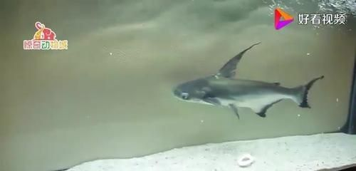 diy底濾魚(yú)缸制作：diy底濾魚(yú)缸制作關(guān)鍵步驟和注意事項(xiàng)和注意事項(xiàng)