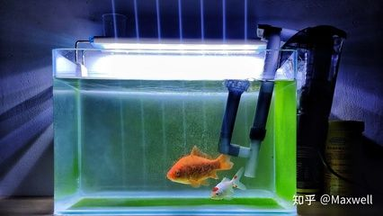 丹頂草金魚（丹頂草金魚是一種受歡迎的觀賞魚，以其頭頂的紅色斑點為特色）