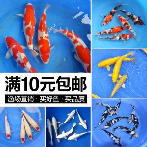 丹頂草金魚（丹頂草金魚是一種受歡迎的觀賞魚，以其頭頂的紅色斑點為特色）