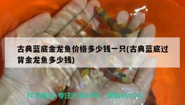 古典藍(lán)底金龍魚價格多少錢一只(古典藍(lán)底過背金龍魚多少錢)