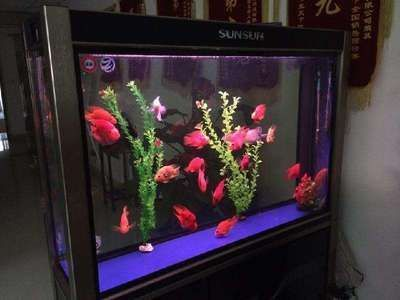 魚缸白色造景圖片