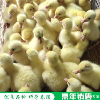 紅龍好幾條一起掉鱗片：紅龍好幾條一起掉鱗片怎么回事