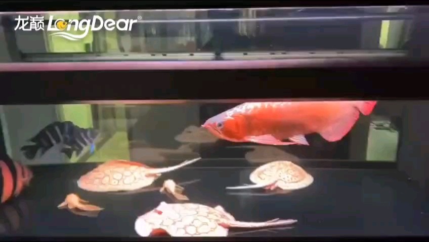 轉發545