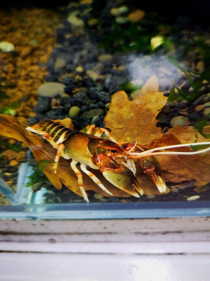 南靖縣碧海金魚店
