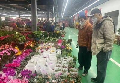 固安城東花卉市場觀賞魚出售（固安城東花卉市場是一個集花卉、觀賞魚、觀賞魚的養(yǎng)護(hù)秘籍）