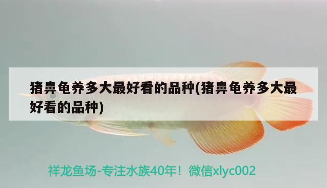豬鼻龜養多大最好看的品種(豬鼻龜養多大最好看的品種)