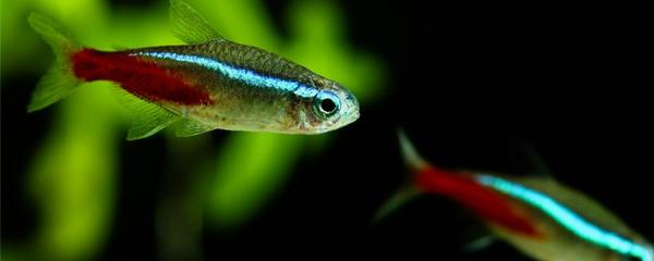 紅鯉魚適合什么人戴：紅鯉魚適合什么人戴的